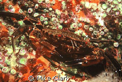 Vivid velvet backed swimming crab surrounded by orange sp... by Mike Clark 